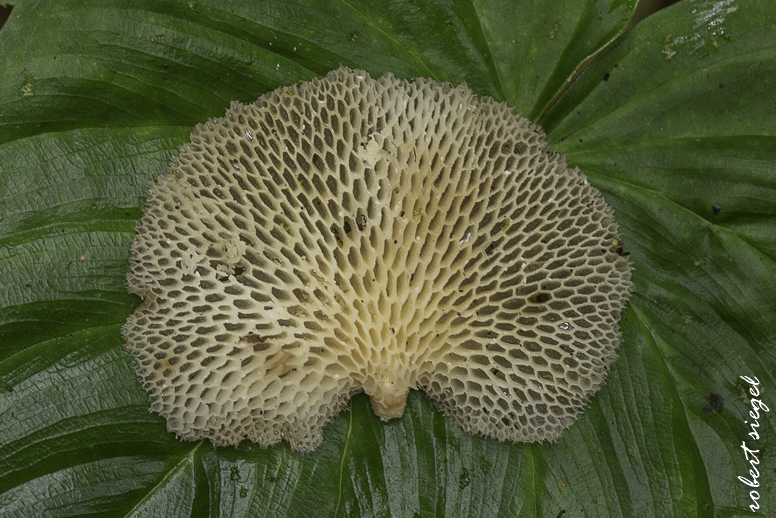mindo